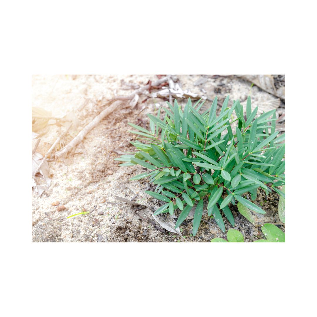 Tongkat Ali: Health Benefits, Dosage and Precautions.