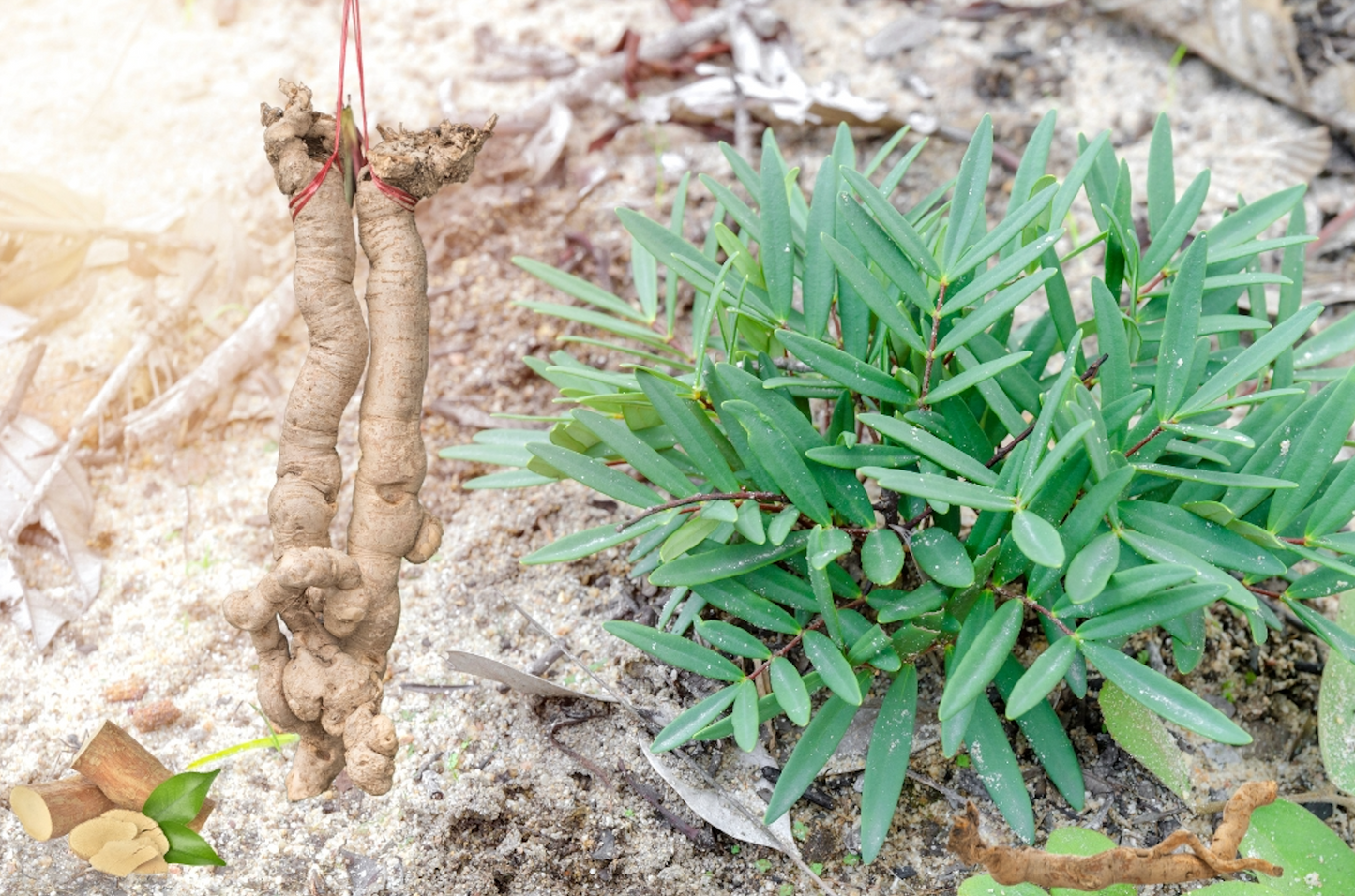 Tongkat Ali Supplements: Does Tongkat Ali Really Work?